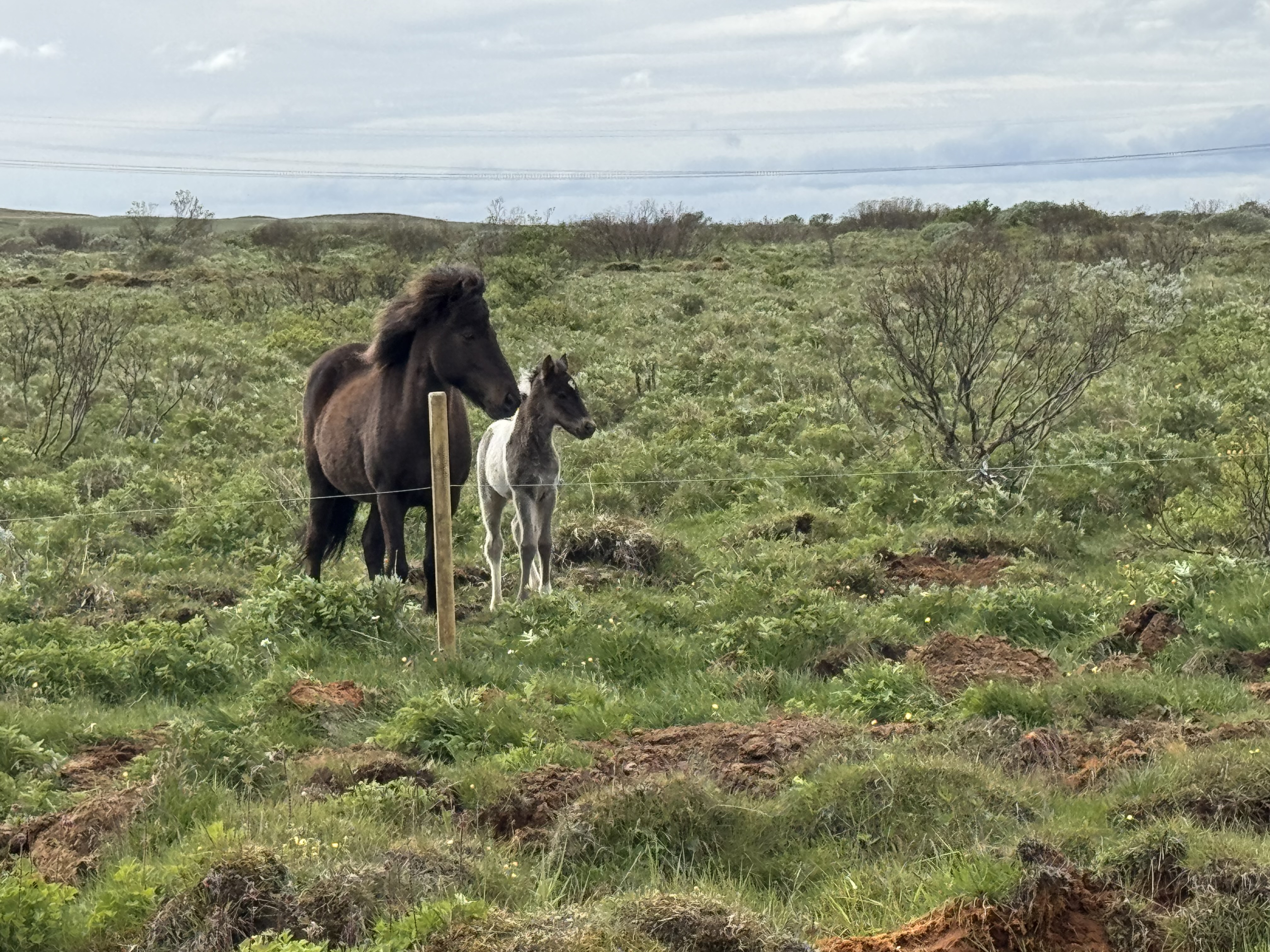 Two Icelandic horses standing together in a green field near Giljabakki.